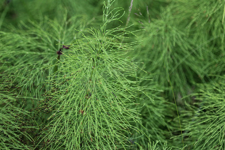 林木摄影照片_Equisetum sylvaticum，木马尾，生长在森林里