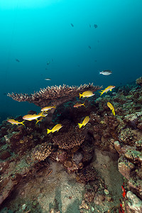 红海的热带鱼和珊瑚。