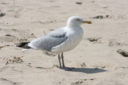 sime摄影照片_坐在沙滩上的海鸥的特写镜头，
