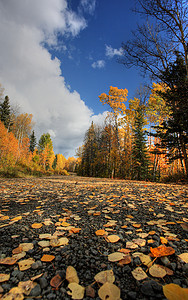 不列颠哥伦比亚省小路上的云彩和秋叶