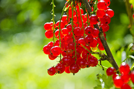 红醋栗 (Ribes rubrum) 浆果串