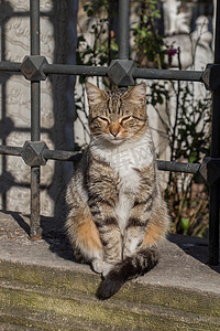 另一张无家可归的流浪猫的画像