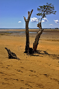 马达加斯加的洛科比树