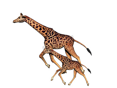 非洲草原上的长颈斑点长颈鹿