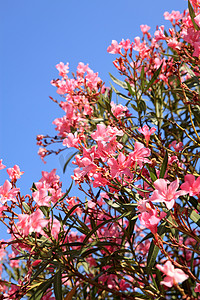 春天盛开的桃花摄影照片_美丽的粉红色夹竹桃花
