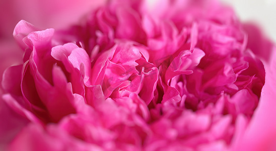 浅色背景上的粉色牡丹花