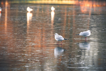 结冰的湖面上的鸟类野生动物