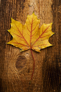 旧木板上的秋叶