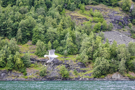 鸟儿飞翔摄影照片_海鸥飞过挪威美丽的山峡湾景观。