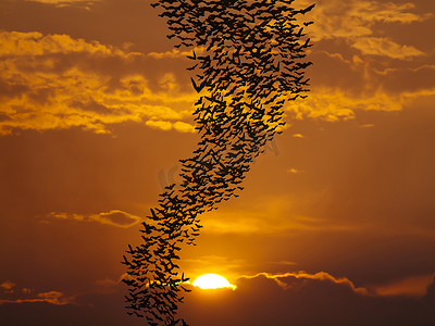 蝙蝠飞向太阳