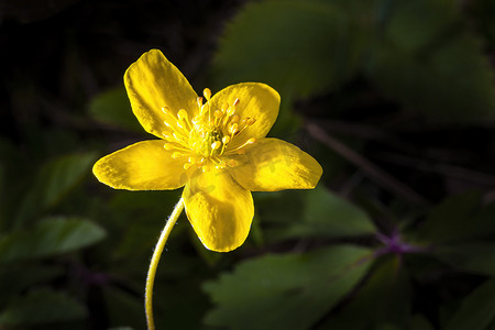 阳光照亮的黄色第一朵春天的花朵。