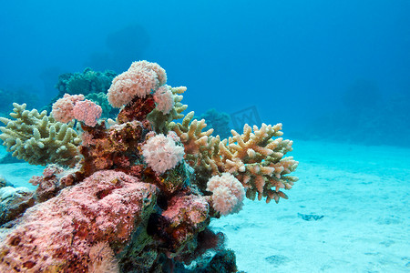 与硬珊瑚的珊瑚礁在热带海底部在蓝色水背景
