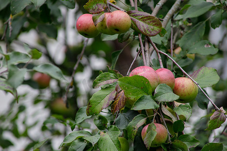 树枝上挂着有机苹果，果园里的苹果，苹果果实特写