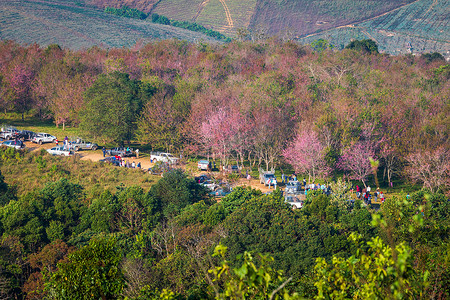 樱桃花 Prunus cerasoides 或野生喜马拉雅樱桃，泰国 Phetchaboon Phu Lom Lo 的巨虎花。2019 年 2 月 3 日