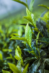斯里兰卡的新鲜绿茶种植园