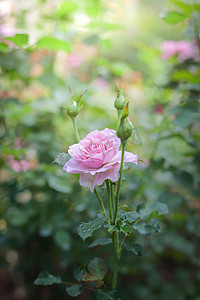 粉色花瓣花瓣摄影照片_花园里的玫瑰