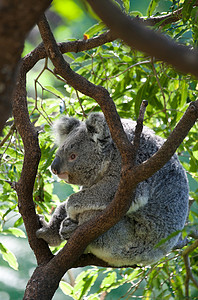 澳大利亚考拉摄影照片_树上的澳大利亚考拉