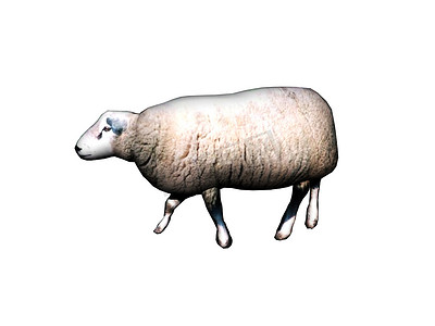 长着羊毛的绵羊穿过草地