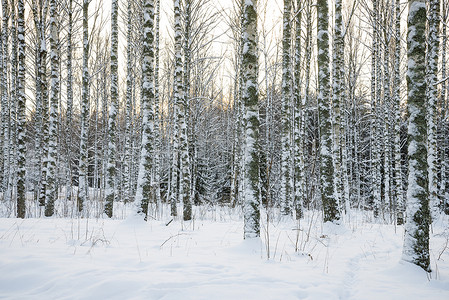 冬天的白桦树林
