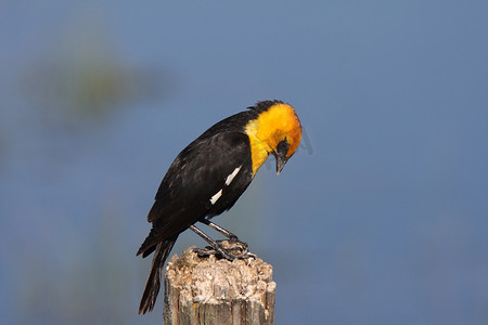 雄性黄头黑鸟栖息在柱子上