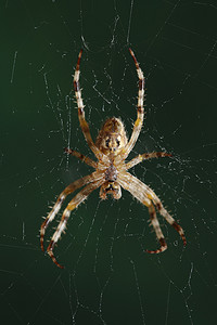 实物水生物摄影照片_“欧洲花园蜘蛛 (Araneus diadematus, cross spider)”