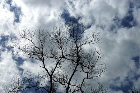 树叶云彩摄影照片_现出轮廓死树有云彩背景。
