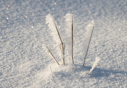 在雪原的冻草分支。