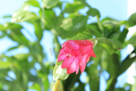 Schlumbergera 的精美粉红色花朵