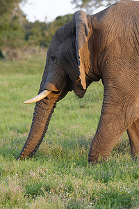 非洲布什大象，阿多大象国家公园