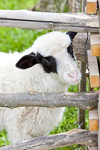 朋克赛博数字摄影照片_“羊肉，波斯尼亚和黑塞哥维那”