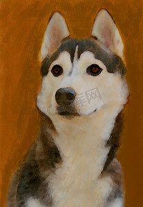 年轻的西伯利亚哈士奇油画肖像