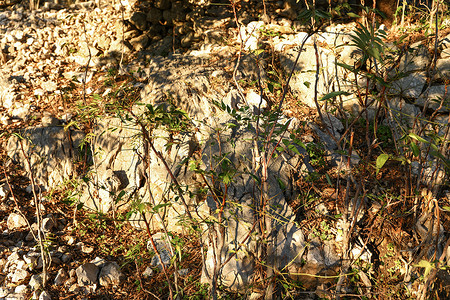 绿山摄影照片_岩石山上的绿草和棕色树枝