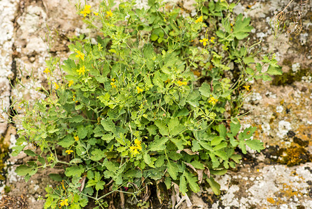 “白屈菜，大白屈菜，草药”