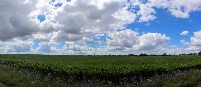 在丹麦和德国发现的田野和绿草的美丽高分辨率全景图。