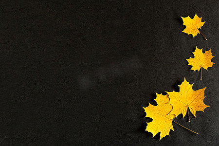 “黑色背景上的秋天黄色枫叶，金色的秋天，九月，十月，十一月，复制空间，从顶部看，弗拉特利”