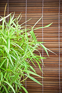 竹背景竹摄影照片_Bambusa arundinacea Willd 和竹背景