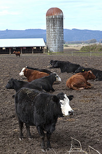 “正在休息的奶牛，俄勒冈州苏维岛。”
