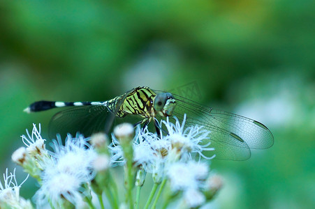 绿色蜻蜓（Ictinogomphus decoratus melaenops）