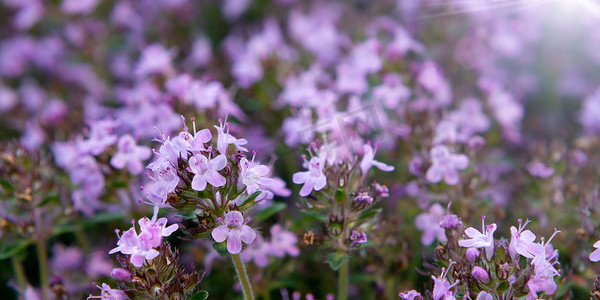 地被植物在花园的床上盛开紫色的花百里香，特写，柔和的选择性焦点