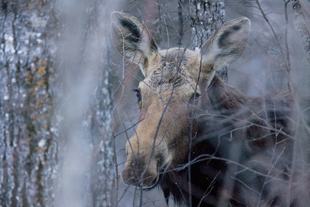 驼鹿摄影照片_冬天的驼鹿
