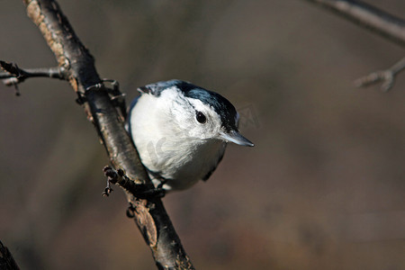 白胸五子雀 Sitta carolinensis