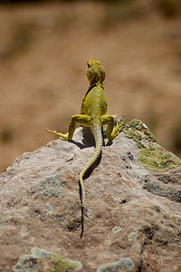 沙漠蜥蜴摄影照片_黄蜥蜴/壁虎 - 微距