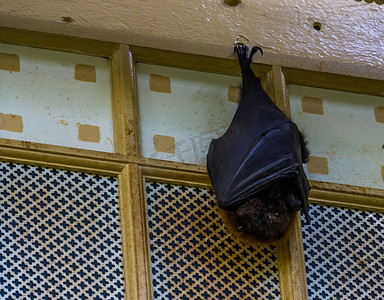 蝙蝠翅膀摄影照片_一只罗德里格斯飞狐在睡觉时挂在天花板上的特写，热带巨型蝙蝠，来自非洲的濒危动物