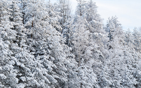有积雪的树的美丽的冬天多雪的森林，童话，奥秘