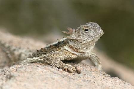 沙漠角蜥 (Phrynosoma platyrhinos) - 索诺兰沙漠