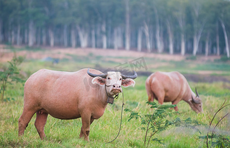 牛铃摄影照片_两只水牛在泰国