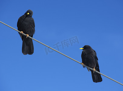 少女黑色摄影照片_少女峰电线上的两只乌鸦