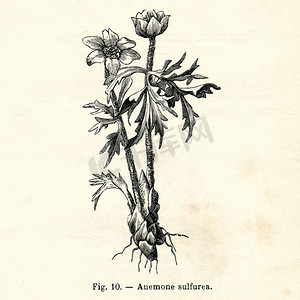 复古花卉插图