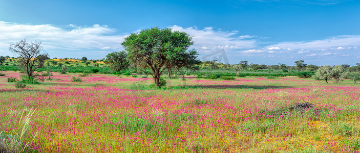 卡拉哈里摄影照片_开花的卡拉哈里沙漠南非原野