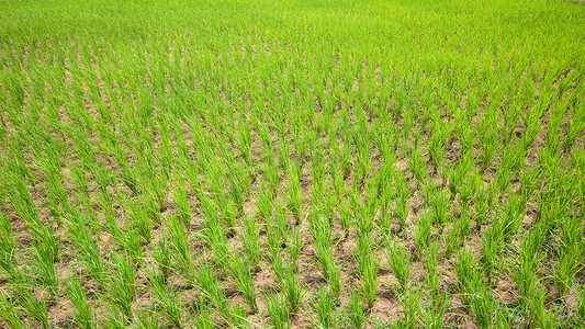 干涸的稻田在柬埔寨